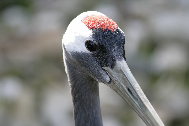 Fotoclubje Blijdorp 2008-121.jpg